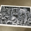 Нічний котик