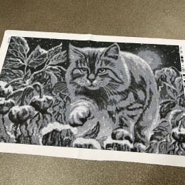 Нічний котик